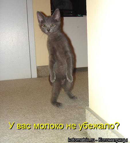 У вас молоко не убежало?... Котоматрица: У вас молоко не убежало?