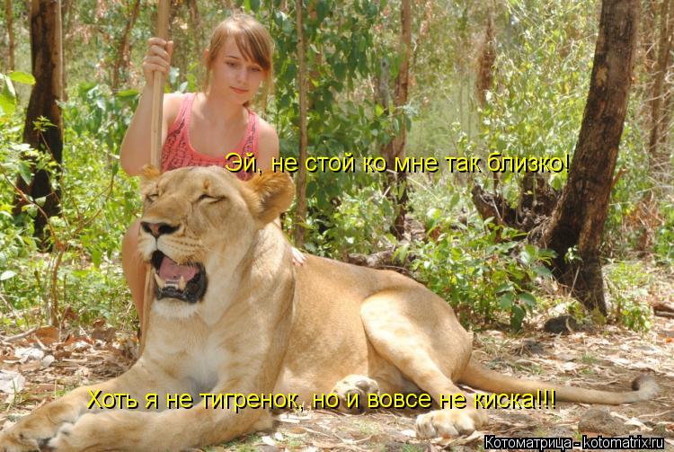 Эй, не стой ко мне так близко! Хоть я не тигренок, но и вовсе не киска!!!... Котоматрица: Эй, не стой ко мне так близко! Хоть я не тигренок, но и вовсе не киска!!!