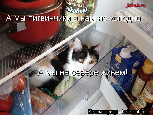 А мы пигвинчики а нам не холодно А мы на севере живем!... Котоматрица: А мы пигвинчики а нам не холодно А мы на севере живем!