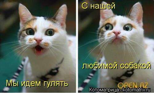 Мы идем гулять С нашей любимой собакой... Котоматрица: Мы идем гулять С нашей любимой собакой