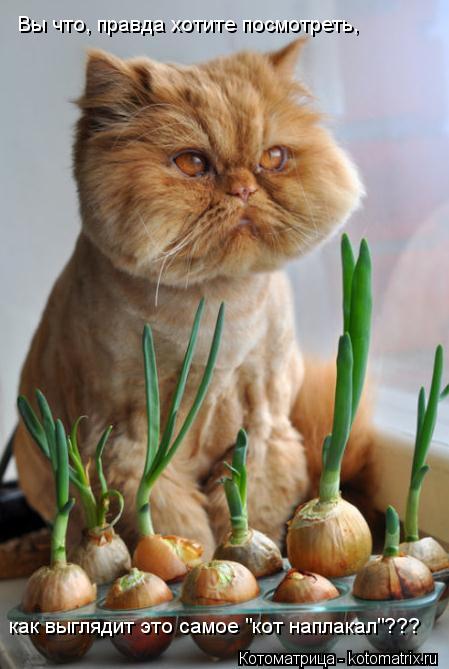 как выглядит это самое "кот наплакал"??? Вы что, правда хотите посмотреть,... Котоматрица: как выглядит это самое "кот наплакал"??? Вы что, правда хотите посмотреть,