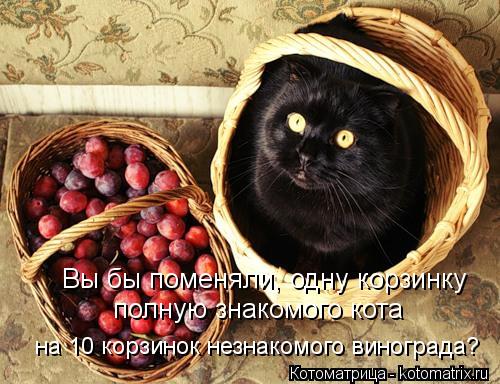Вы бы поменяли, одну корзинку полную знакомого кота на 10 корзинок незнакомого винограда?... Котоматрица: Вы бы поменяли, одну корзинку полную знакомого кота на 10 корзинок незнакомого винограда?