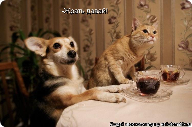 -Жрать давай!... Котоматрица: -Жрать давай!