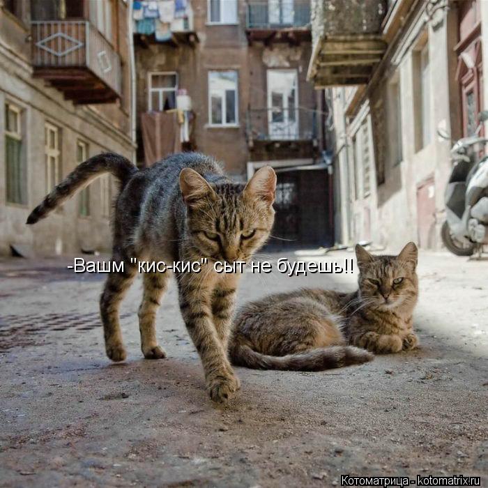 -Вашм "кис-кис" сыт не будешь!!... Котоматрица: -Вашм "кис-кис" сыт не будешь!!