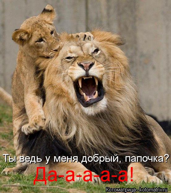 Ты ведь у меня добрый, папочка? Да-а-а-а-а!... Котоматрица: Ты ведь у меня добрый, папочка? Да-а-а-а-а!