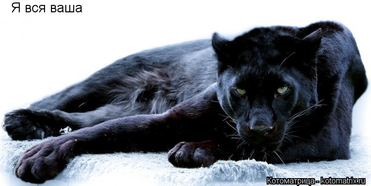 Я вся ваша... Котоматрица: Я вся ваша