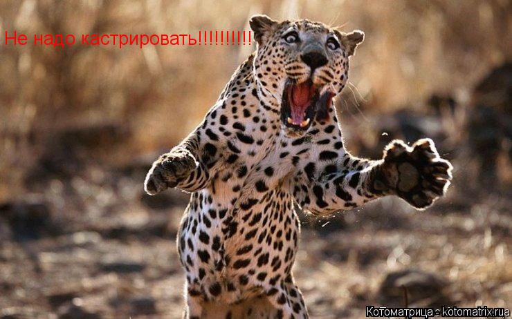 Не надо кастрировать!!!!!!!!!!... Котоматрица: Не надо кастрировать!!!!!!!!!!