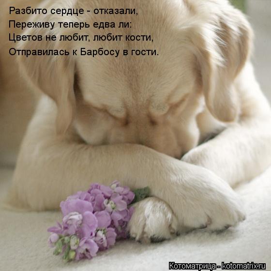 Разбито сердце - отказали, Переживу теперь едва ли: Цветов не любит, любит кости, Отправилась к Барбо... Котоматрица: Разбито сердце - отказали, Переживу теперь едва ли: Цветов не любит, любит кости, Отправилась к Барбосу в гости.