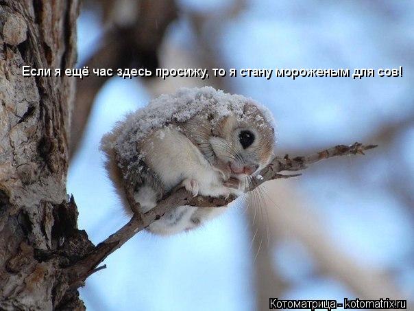 Если я ещё час здесь просижу, то я стану мороженым для сов!... Котоматрица: Если я ещё час здесь просижу, то я стану мороженым для сов!