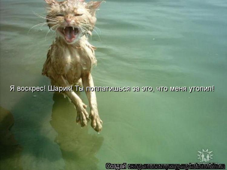 Я воскрес! Шарик! Ты поплатишься за это, что меня утопил!... Котоматрица: Я воскрес! Шарик! Ты поплатишься за это, что меня утопил!