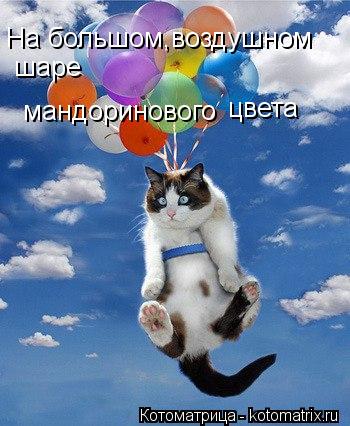 На большом,воздушном шаре мандоринового цвета... Котоматрица: На большом,воздушном шаре мандоринового цвета