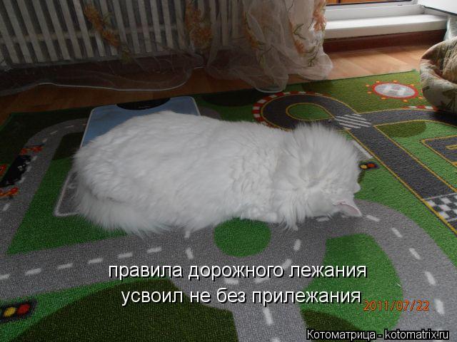 правила дорожного лежания усвоил не без прилежания... Котоматрица: правила дорожного лежания усвоил не без прилежания