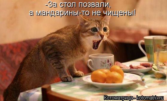 -За стол позвали, а мандарины-то не чищены!... Котоматрица: -За стол позвали, а мандарины-то не чищены!