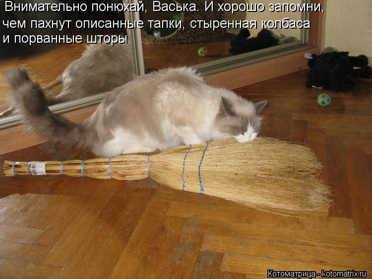 Внимательно понюхай, Васька. И хорошо запомни, чем пахнут описанные тапки, стыренная колбаса и порва... Котоматрица: Внимательно понюхай, Васька. И хорошо запомни, чем пахнут описанные тапки, стыренная колбаса и порванные шторы