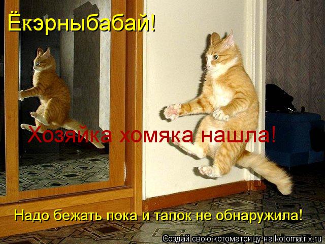Ёкэрныбабай! Хозяйка хомяка нашла! Надо бежать пока и тапок не обнаружила!... Котоматрица: Ёкэрныбабай! Хозяйка хомяка нашла! Надо бежать пока и тапок не обнаружила!