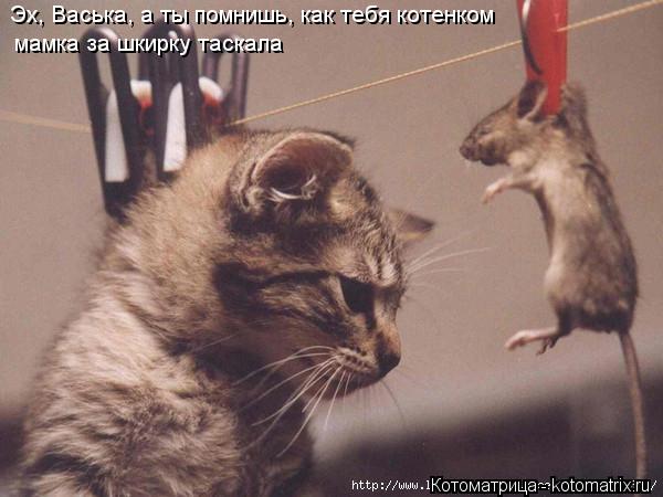 Эх, Васька, а ты помнишь, как тебя котенком мамка за шкирку таскала... Котоматрица: Эх, Васька, а ты помнишь, как тебя котенком мамка за шкирку таскала