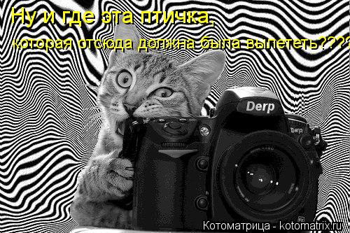 Ну и где эта птичка, которая отсюда должна была вылететь????... Котоматрица: Ну и где эта птичка, которая отсюда должна была вылететь????