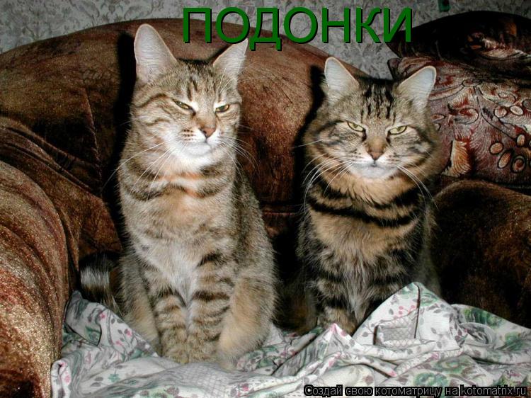 ПОДОНКИ... Котоматрица: ПОДОНКИ
