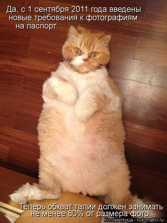 Да, с 1 сентября 2011 года введены новые требования к фотографиям Теперь обхват талии должен занима... Котоматрица: Да, с 1 сентября 2011 года введены новые требования к фотографиям Теперь обхват талии должен занимать не менее 80% от размера фото. на паспорт