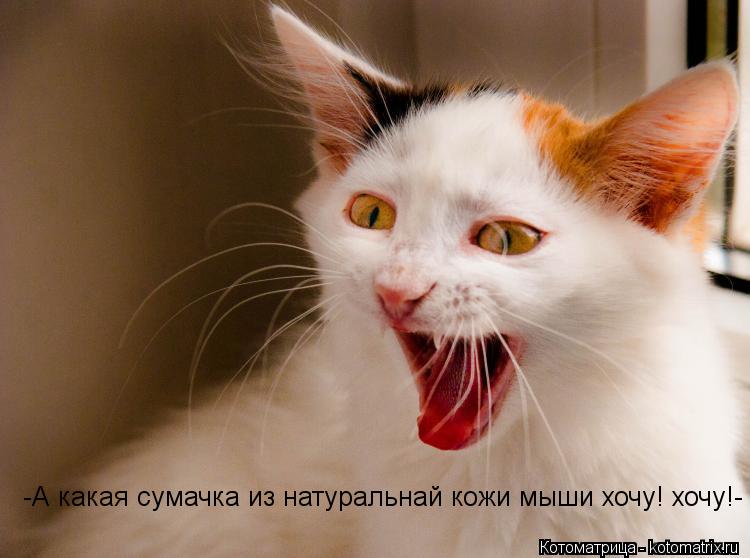 -А какая сумачка из натуральнай кожи мыши хочу! хочу!-... Котоматрица: -А какая сумачка из натуральнай кожи мыши хочу! хочу!-