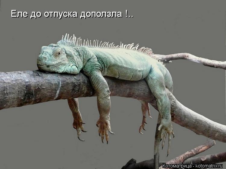 Еле до отпуска доползла !..... Котоматрица: Еле до отпуска доползла !..