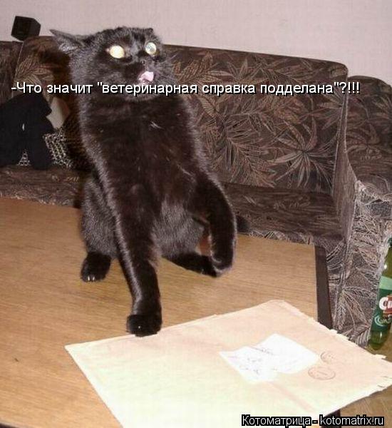 -Что значит "ветеринарная справка подделана"?!!!... Котоматрица: -Что значит "ветеринарная справка подделана"?!!!