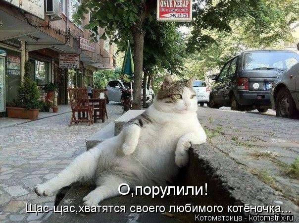 Щас-щас,хватятся своего любимого котёночка... О,порулили!... Котоматрица: Щас-щас,хватятся своего любимого котёночка... О,порулили!
