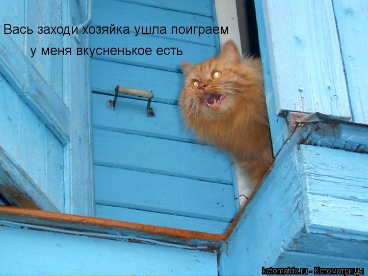 Вась заходи хозяйка ушла поиграем у меня вкусненькое есть... Котоматрица: Вась заходи хозяйка ушла поиграем у меня вкусненькое есть