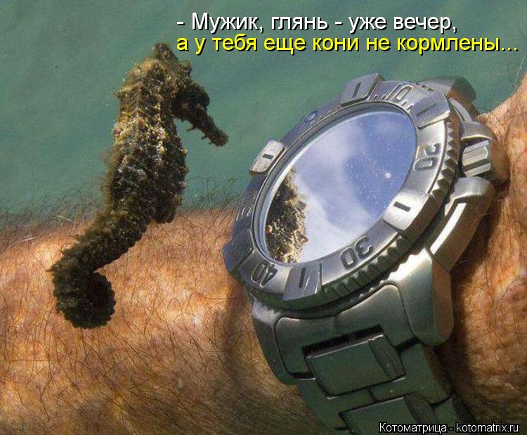 Котоматрица: - Мужик, глянь - уже вечер,  а у тебя еще кони не кормлены...