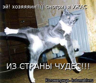 эй! хозяяяин!!!! смотри, я УЖАС ИЗ СТРАНЫ ЧУДЕС!!!... Котоматрица: эй! хозяяяин!!!! смотри, я УЖАС ИЗ СТРАНЫ ЧУДЕС!!!