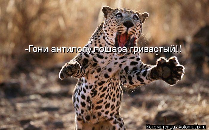 -Гони антилопу,лошара гривастый!!... Котоматрица: -Гони антилопу,лошара гривастый!!