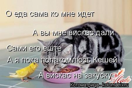 О еда сама ко мне идет А вы мне вискас дали Сами его еште А я пока полакомлюсь Кешей А вискас на заку... Котоматрица: О еда сама ко мне идет А вы мне вискас дали Сами его еште А я пока полакомлюсь Кешей А вискас на закуску
