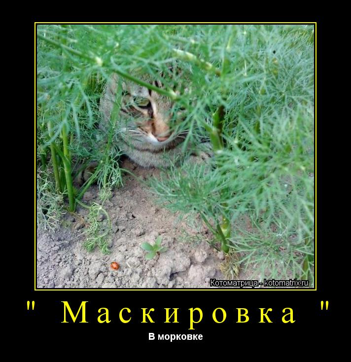" Маскировка " В морковке... Котоматрица: " Маскировка " В морковке