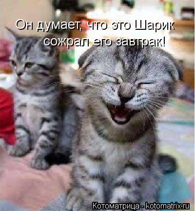 Он думает, что это Шарик сожрал его завтрак!... Котоматрица: Он думает, что это Шарик сожрал его завтрак!