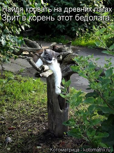 Найдя кровать на древних лагах Зрит в корень этот бедолага...... Котоматрица: Найдя кровать на древних лагах Зрит в корень этот бедолага...