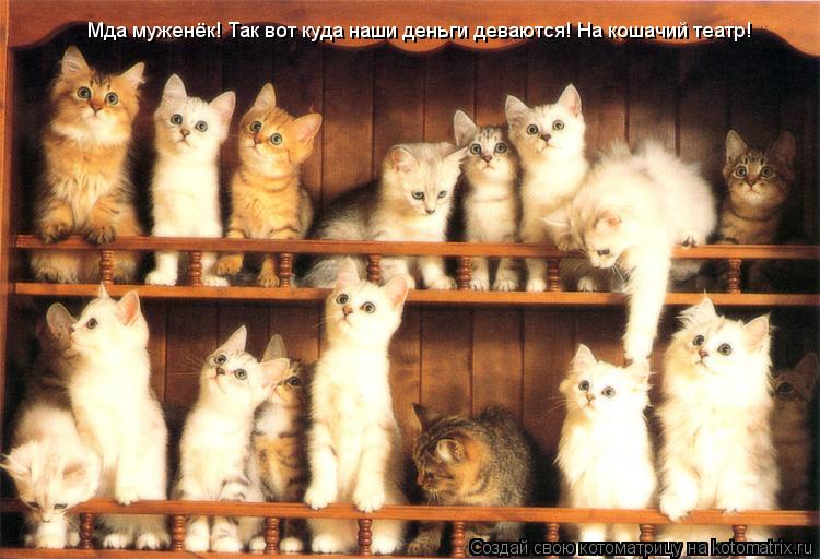 Мда муженёк! Так вот куда наши деньги деваются! На кошачий театр!... Котоматрица: Мда муженёк! Так вот куда наши деньги деваются! На кошачий театр!