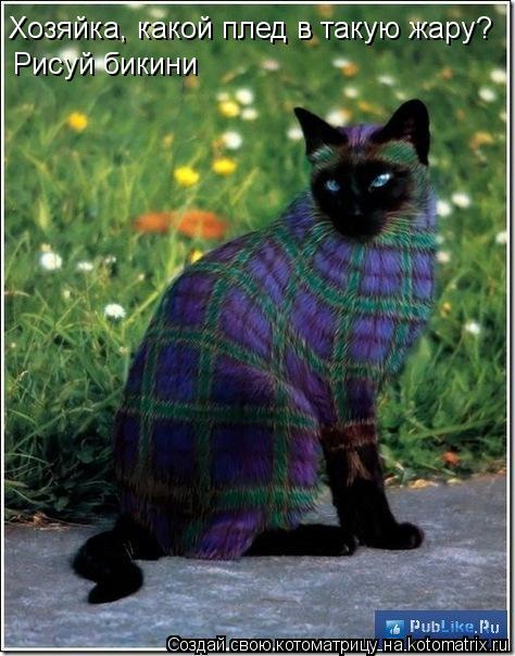 Хозяйка, какой плед в такую жару? Рисуй бикини... Котоматрица: Хозяйка, какой плед в такую жару? Рисуй бикини