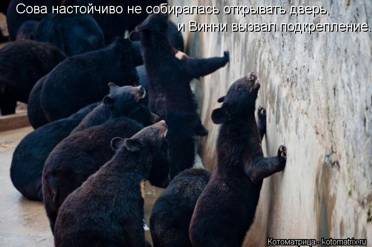 Сова настойчиво не собиралась открывать дверь, и Винни вызвал подкрепление.... Котоматрица: Сова настойчиво не собиралась открывать дверь, и Винни вызвал подкрепление.