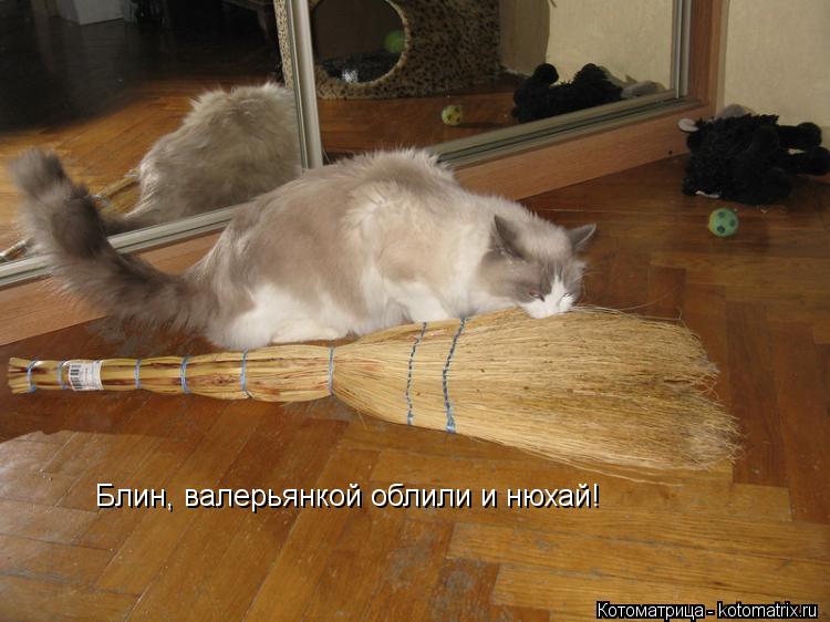 Блин, валерьянкой облили и нюхай!... Котоматрица: Блин, валерьянкой облили и нюхай!