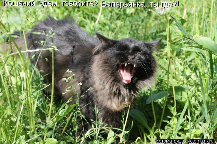 Кошачий Эдем, говорите? Валерьянка, ты где?!... Котоматрица: Кошачий Эдем, говорите? Валерьянка, ты где?!