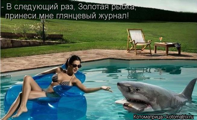 - В следующий раз, Золотая рыбка, принеси мне глянцевый журнал!... Котоматрица: - В следующий раз, Золотая рыбка, принеси мне глянцевый журнал!