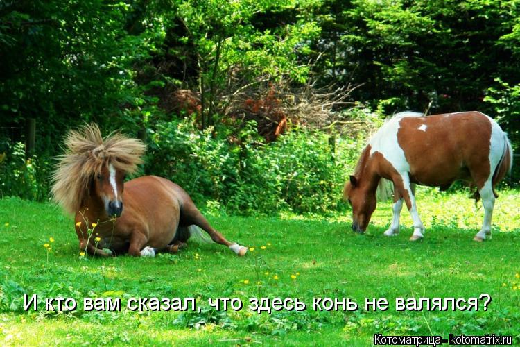 И кто вам сказал, что здесь конь не валялся?... Котоматрица: И кто вам сказал, что здесь конь не валялся?