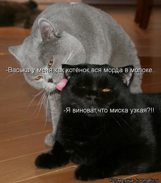 -Васька у меня как котёнок,вся морда в молоке.. -Я виноват,что миска узкая?!!... Котоматрица: -Васька у меня как котёнок,вся морда в молоке.. -Я виноват,что миска узкая?!!