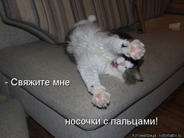 - Свяжите мне носочки с пальцами!... Котоматрица: - Свяжите мне носочки с пальцами!