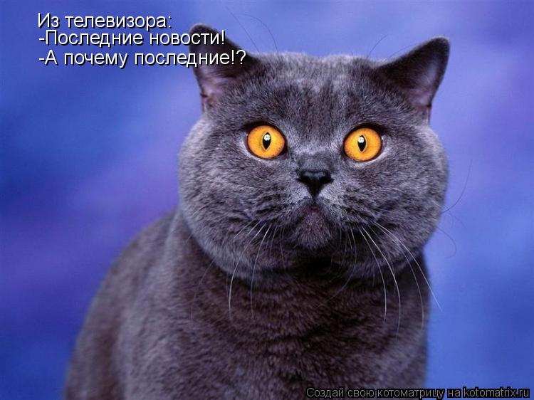 Из телевизора: -Последние новости! -А почему последние!?... Котоматрица: Из телевизора: -Последние новости! -А почему последние!?