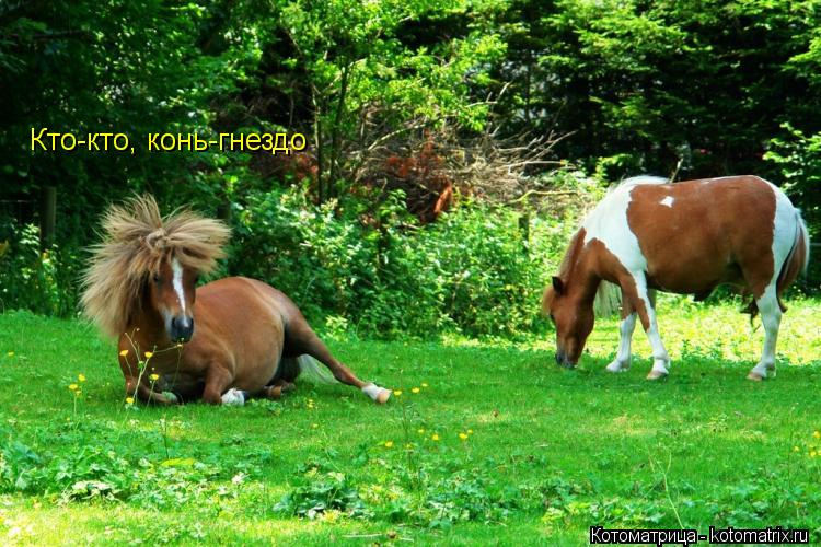 Кто-кто, конь-гнездо... Котоматрица: Кто-кто, конь-гнездо