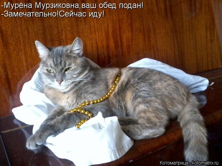 -Мурёна Мурзиковна,ваш обед подан! -Замечательно!Сейчас иду!... Котоматрица: -Мурёна Мурзиковна,ваш обед подан! -Замечательно!Сейчас иду!