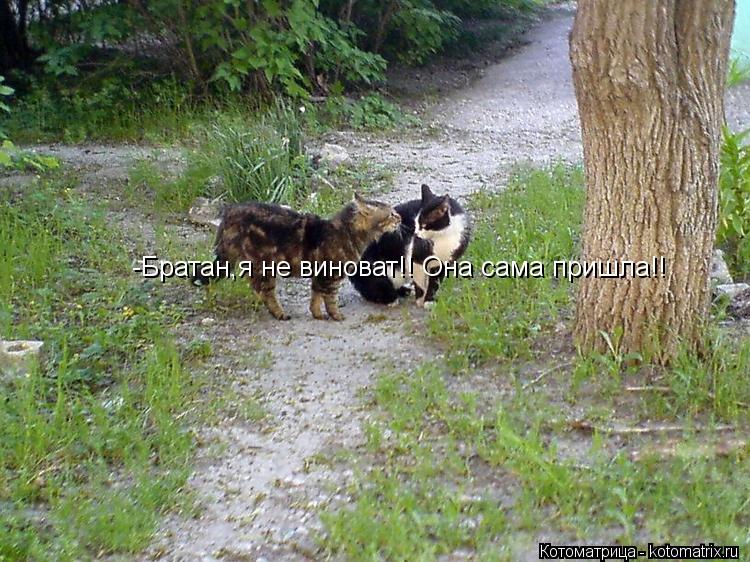 -Братан,я не виноват!! Она сама пришла!!... Котоматрица: -Братан,я не виноват!! Она сама пришла!!