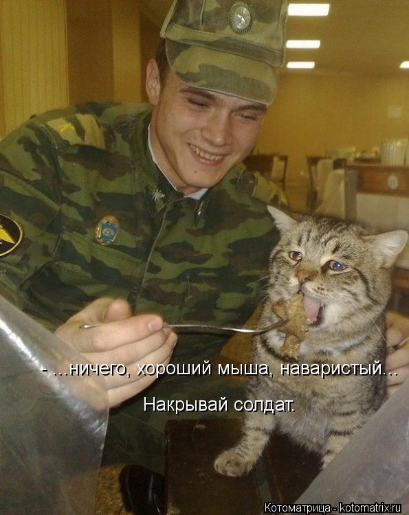 - ...ничего, хороший мыша, наваристый... Накрывай солдат.... Котоматрица: - ...ничего, хороший мыша, наваристый... Накрывай солдат.