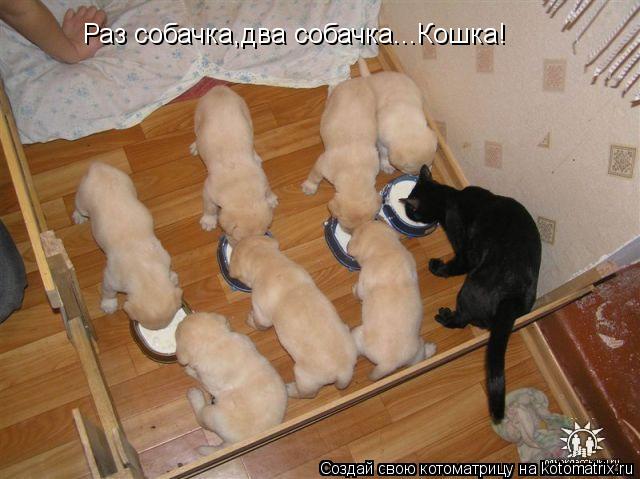 Раз собачка,два собачка...Кошка!... Котоматрица: Раз собачка,два собачка...Кошка!